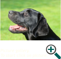 Picture gallery.  To start click on picture.