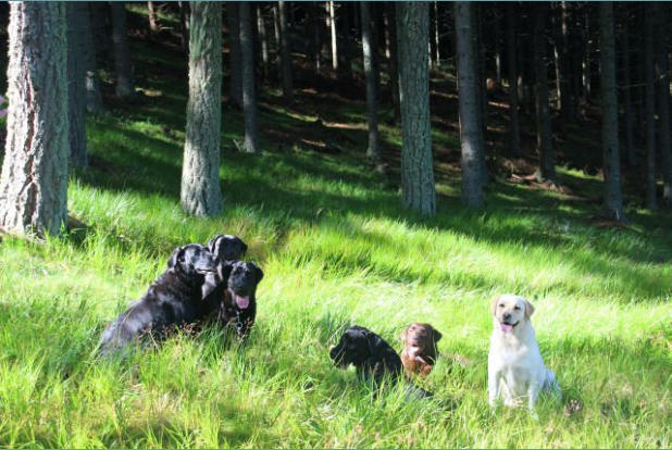 LABBI-Gang im Wald